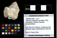Foto (Objekt + Etiketten) von Pithonoton marginatum (von Meyer, 1842) 